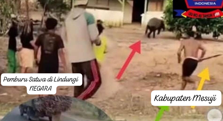 Dugaan Hewan Satwa Langkah Sumatera Jadi Korban Mutilasi Di Kabupaten Mesuji